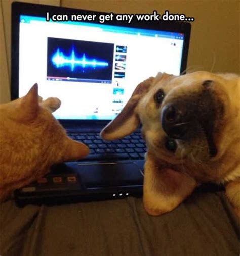 Pin By Lora Lanning On Cats And Dogs Together Funny Animals Funny