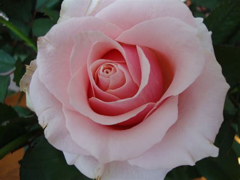 Roos Roze Bloemen Kleuren Roos