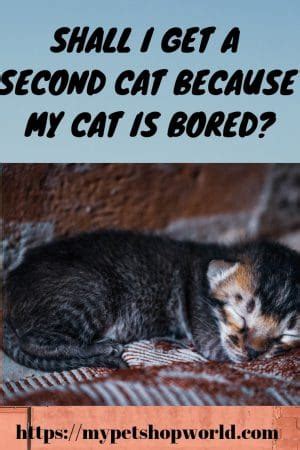 Loss of interest or pleasure in doing things as a parent, should i be concerned if my child is always bored? Do you know what can happen when your cat is bored? You ...