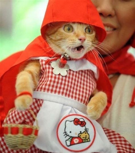 Maybe you would like to learn more about one of these? 30 Cat Costumes That Are Too Cute | Costume Wall