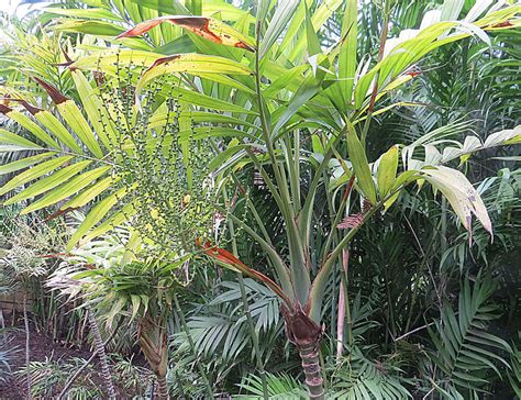 Small Palm Trees Guide Types That Grow 4 20 Feet Tall