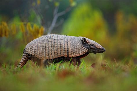 Keystone Mammal Species Of The Amazon Rainforest