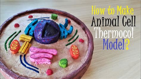 Let the latex paint dry for 10 minutes. School Project 3d Animal Cell Model | Wiring Schematic ...