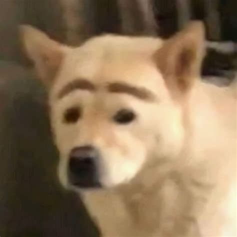 Perro Con Cejas Cat Memes Funny Dogs Dog Memes