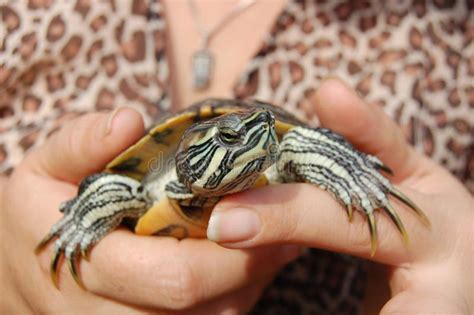Turtle Hand Stock Images Download 1201 Royalty Free Photos