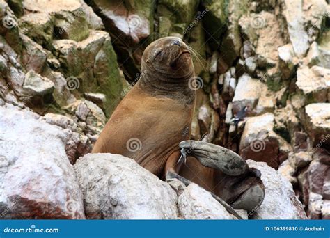 Fur Seal On The Ballestas Islands Paracas Peru Stock Photo Image Of