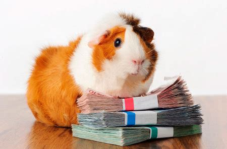 Guinea pigs are rodents, so they should have pieces of wood or fruit tree branches so that your pet can grind its teeth on them. About Abyssinian Guinea Pigs - Care Guide, Breeds, Fur Colours, Origin | PetHelpful