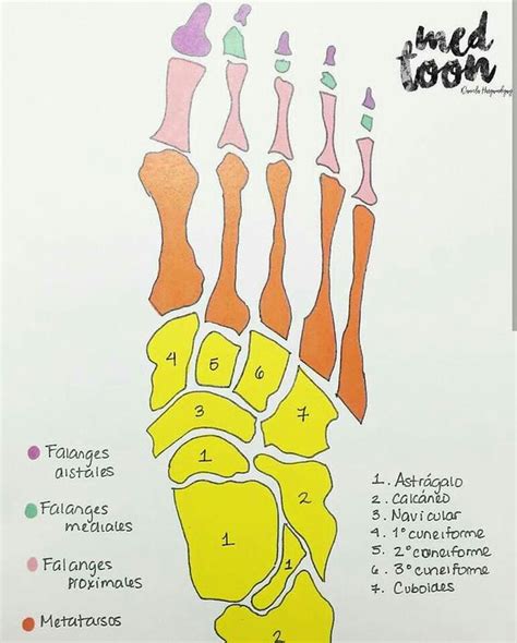 Huesos Del Pie Anatomía Médica Anatomia Humana Huesos Anatomia Y