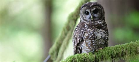 Removing Barred Owls Aids Northern Spotted Owl Recovery The Wildlife