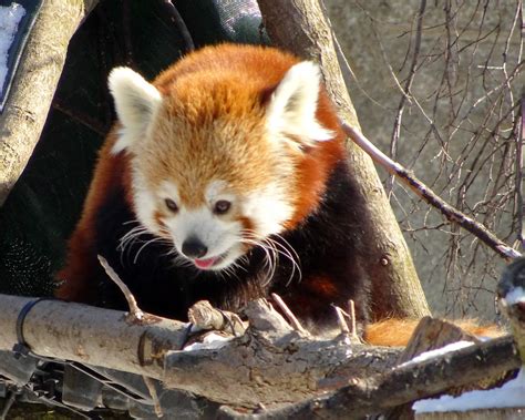Keti The Detroit Zoos Two Year Old Red Panda Maia C Flickr