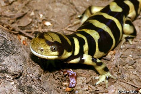 Western Tiger Salamander Ambystoma Mavortium Amphibians Tiger