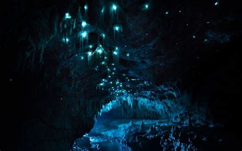 Bioluminescent Glow Worms Turn 30 Million Year Old Caves Into Alien