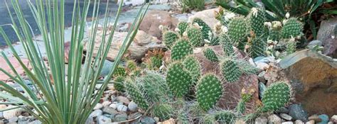 Cómo lucir tus cactus y decorar tu jardín, dándole un estilo diferente con piedras de colores, gravilla y otros elementos. Diseño de jardines con piedras decorativas y cactus ...