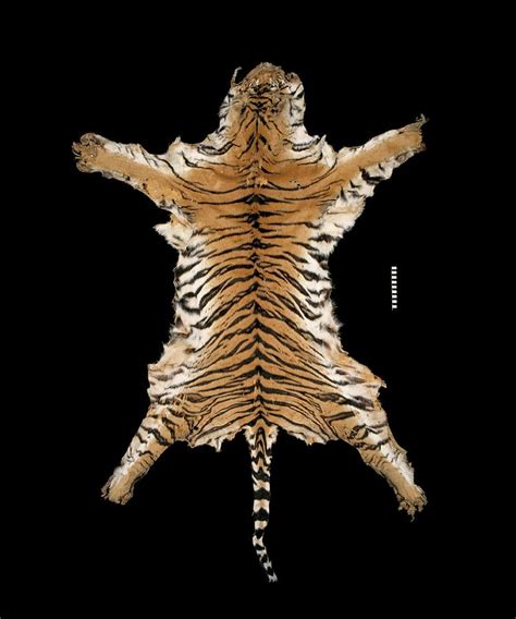 Bengal Tiger Skin Photograph By Natural History Museum London Science