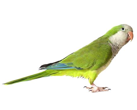 Green Parrot Png Images Free Download Transparent Image Download Size