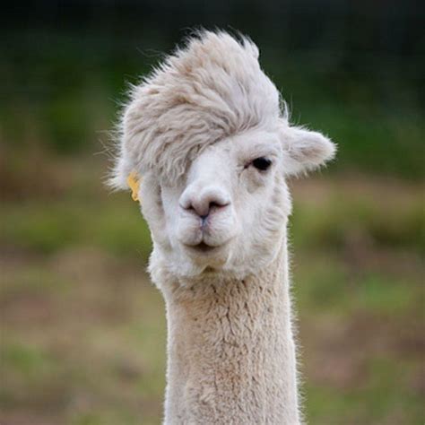 Alpaca Wallpapers Top Free Alpaca Backgrounds Wallpaperaccess