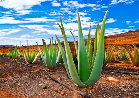 Learn more about how much water your body needs and why when you check out a previous wonder of the day: Aloe vera should be investigated as diabetes treatment ...