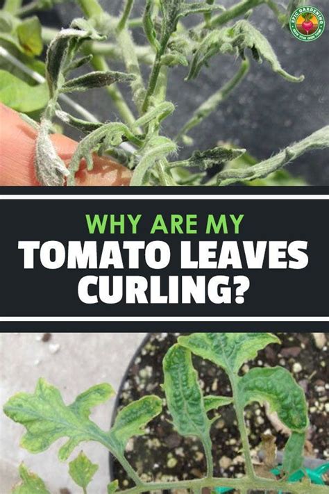 Tomato Leaf Curl What It Is And How To Fix It Tomato Leaves Curling