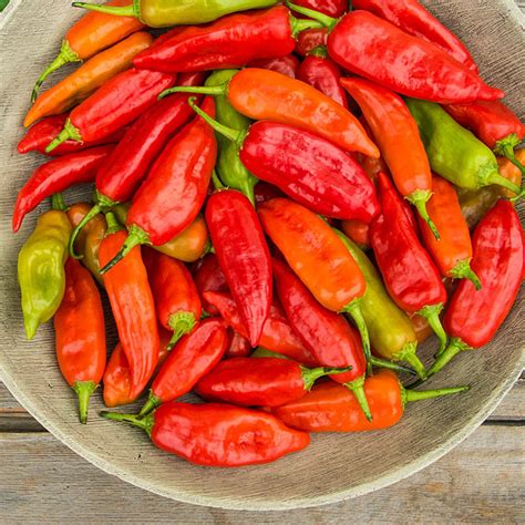 Aji Rico Hot Pepper Seeds From Gardens Alive