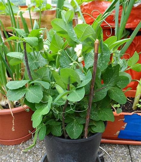Everything About Growing Peas In Containers And Pots