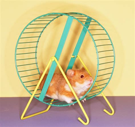The Living Way Life In The Hamsters Cage