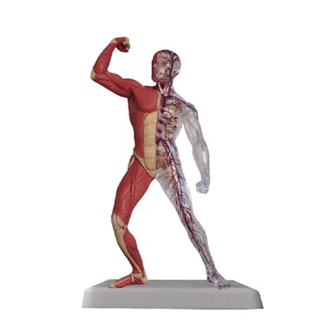 Mini Size Organs Structure Human Muscle Anatomy Model Buy Human