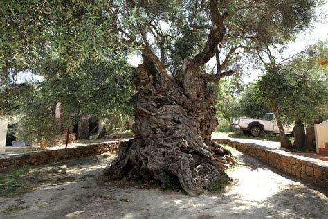 Este árbol De Olivo Tiene Más De 3000 Años Y Todavía Produce Aceitunas