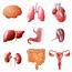 Human Organs Set  Download Free Vectors Clipart Graphics & Vector Art