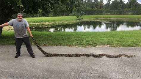 Burmese Python Measuring Nearly 18 Feet Long Captured In Southwest Florida