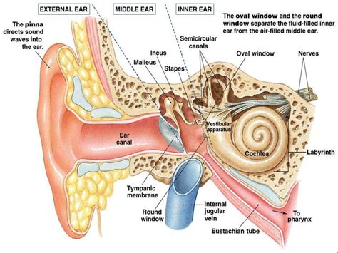 1000 Images About Anatomy Of The Ear On Pinterest Different Types Of