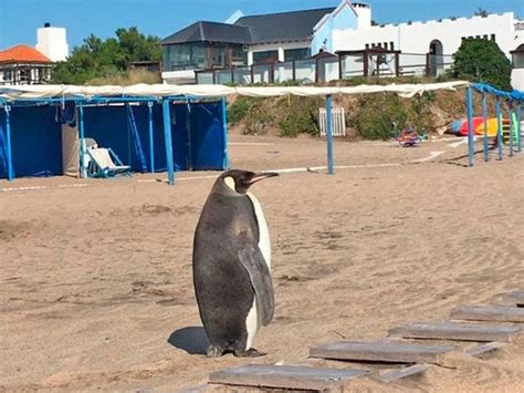 Si bien esto en principio parecía algo pintoresco, ahora denunciaron que estos animales han atacado a sus mascotas, como perros, generaron daños materiales y hasta provocaron accidentes de tránsito. Postales de cuarentena: Pingüinos, carpinchos y ciervos ...