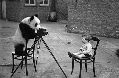 Panda Photographer Myconfinedspace