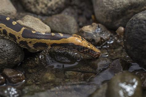 Borneo Short Tailed Blood Python Snake Python Curtus Breitensteini