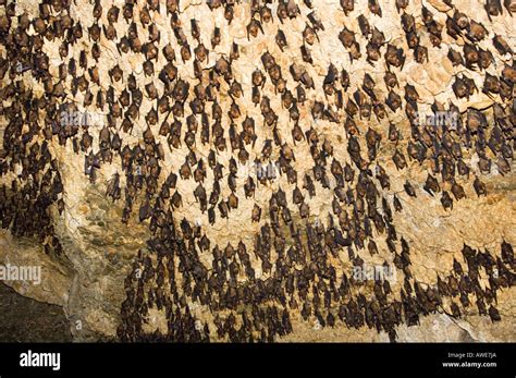 Great Big Colony Wild Bats In The Bat Cave Chamera Gupha Nepal Asia