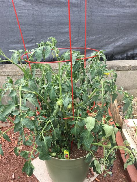 Why Is My Tomato Plant Droopy Is It Dying Or Is That A Normal Shape