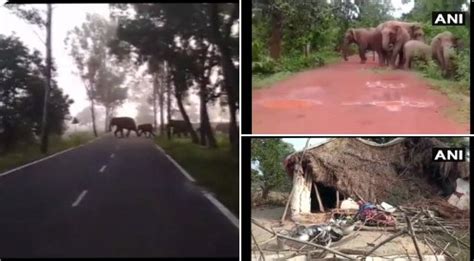 Elefante Que Atacou E Matou Mulher Na Ndia Invade Funeral E Joga
