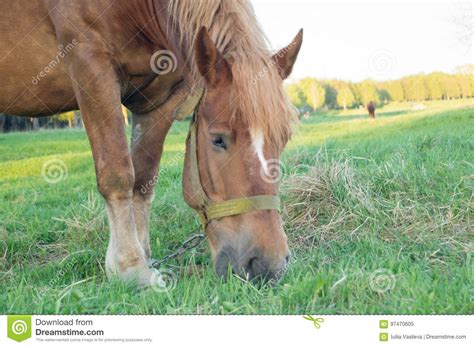 Brown Horse Eating Grass On The Field Stock Image Image Of Horse
