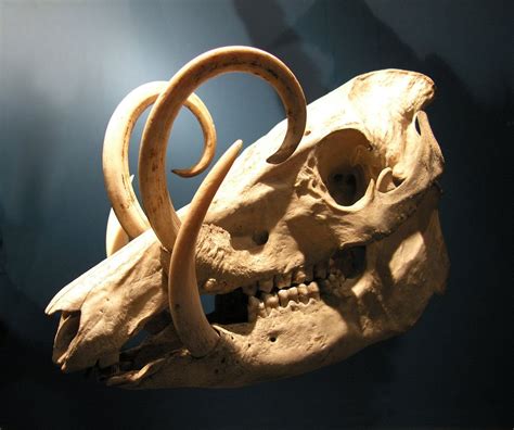 Babirusa Tusk Skull Animal Skulls Animal Skeletons