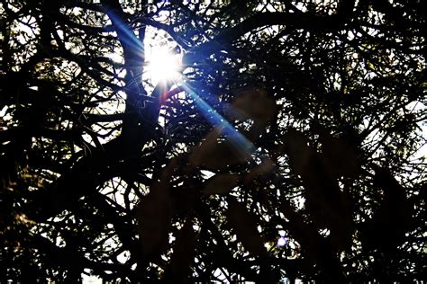 Bright Sunburst Through Branches Free Stock Photo Public Domain Pictures