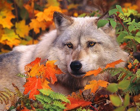 Gray Timber Wolf In Fall Leaves 8x10 Animal Photography