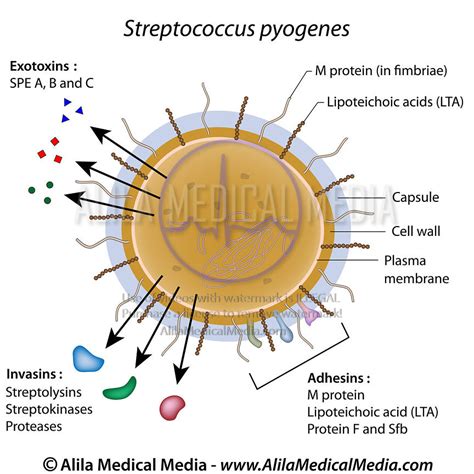 Alila Medical Media Streptococcus Pyogenes Bacterium Medical