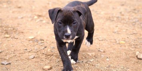 Do You Want A Black Pitbull Puppy Pick This One Pet Parent Playbook