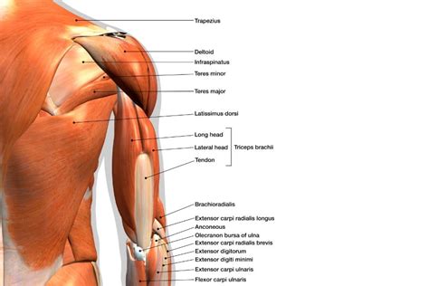 Muscles Of The Upper Limb MBLEx Guide