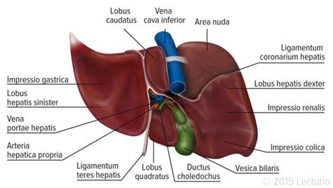 Liver Model Labeled Diagram
