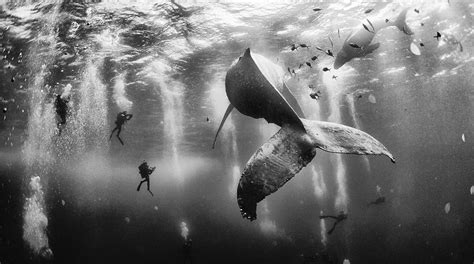 Las 10 Fotos Ganadoras De National Geographic