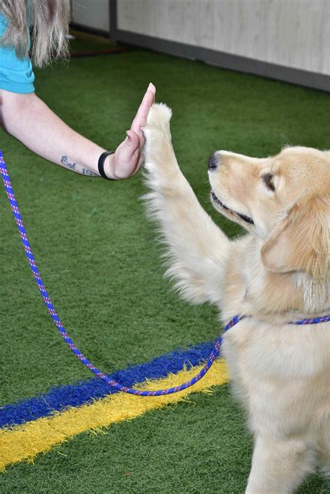 Dog Training Mattawan Mi Bittersweet Pet Resorts