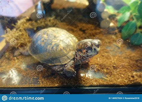 Turtle In A Dry Fish Tank Stock Photo Image Of Tank 146927634