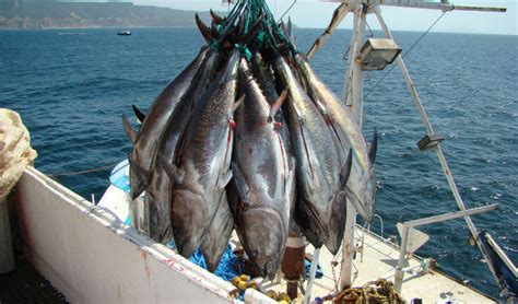 Pesca Mexicana Supera Valor De 40 Mil Mdp Por Crecimiento