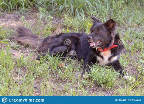 Closeup Of A Black Dog Lying On The Grass In A Field Stock Photo