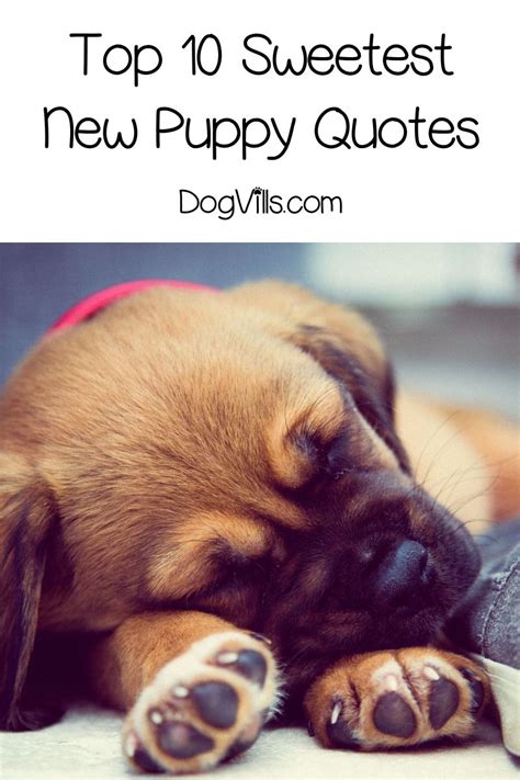 Top 10 Sweetest Welcome New Puppy Quotes Puppy Quotes Puppies